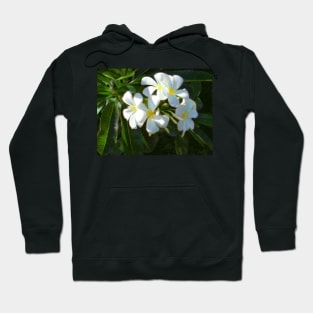 Frangipani Dream Hoodie